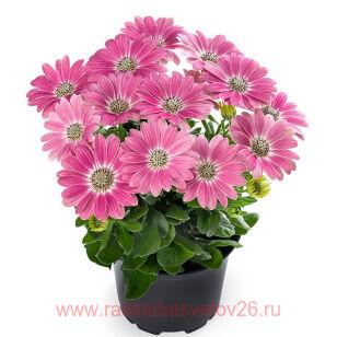 ОСТЕОСПЕРМУМ SUNNY GALINA 21