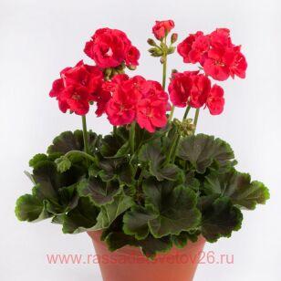 Пеларгония пестролистная Chocolate Cherry 9