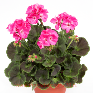 ���������� ������������� Chocolate Pink 9