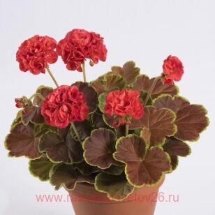 Пеларгония пестролистная Caramel Red 3
