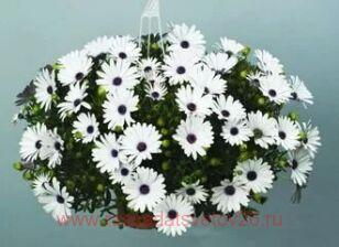 Остеоспермум ампельный Erato Basket White 13