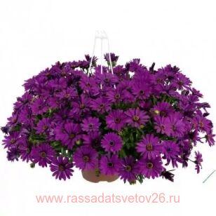 Остеоспермум ампельный Osticade Purple 7
