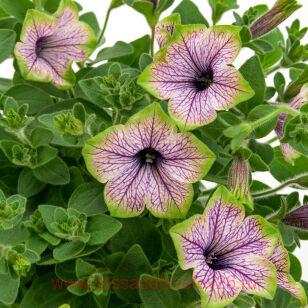 Петуния TEA PURPLE VEIN GREEN EDGE 19
