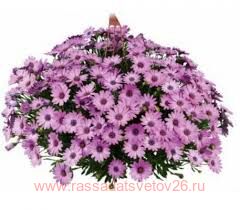Остеоспермум ампельный Sunny Sunbrella Corona 27