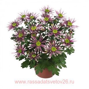 Хризантема крупноцветковая Splash Lightning® 57г