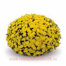 Хризантема мультифлора Goal Yellow 25