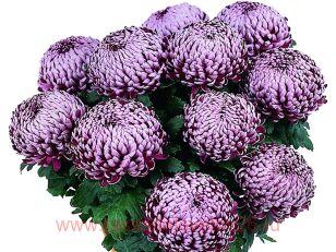 Хризантема крупноцветковая Eden blue Violet 89