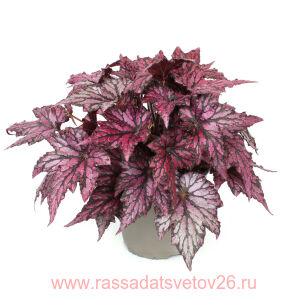 Бегония декоративно-лиственная BEWITCHED PINK 24