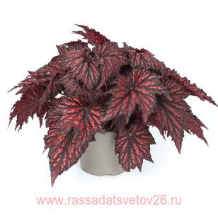 Бегония декоративно-лиственная BEWITCHED RED BLACK℗ 25