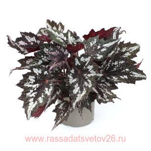 Бегония декоративно-лиственная BEWITCHED WINTERGREEN 28