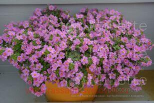 Бакопа Scopia® Gulliver Pink 10