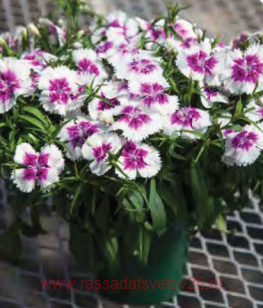 �������� ��������� IQ Purple ice 6