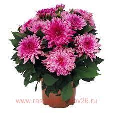 Георгин Hypnotica Electric Pink 19