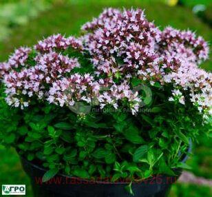 Ориганум (душица) 'DIABOLO' 8