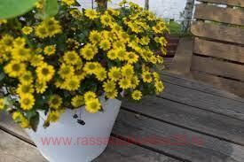 ���������� Sunstar 2