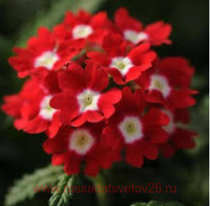  Lascar Red with Eye 12