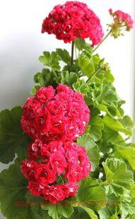 Пеларгония Rosebud Supreme 0