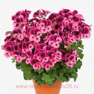 Королевская пеларгония Clarion®Pink with Eye 45