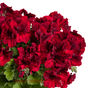 Королевская пеларгония Aristo® Deep Red 100