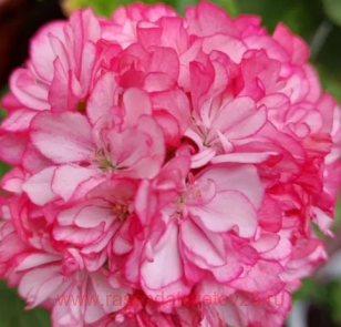 Пеларгония Bomnal Anne 304