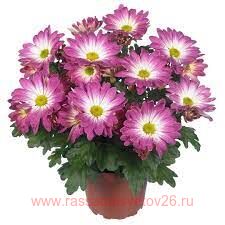 Остеоспермум Margarita Pink Secret 58