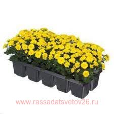 Хризантема мелкоцветковая Baby mum 30к