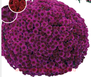 ���������� Vent du Rhone Cassis 17