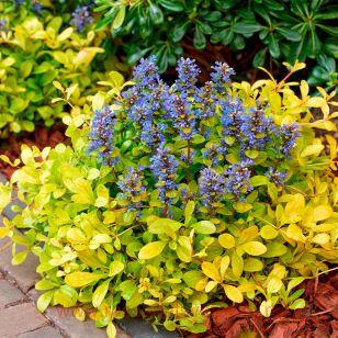 Живучка Feathered Friends Cordial Canary 17