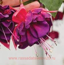 Фуксия Marbeller Double Magenta-Purple 145