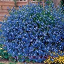 Лобелия Star Blue 8