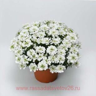 Иберис	Snowsurfer Forte 8