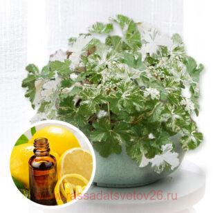Пеларгония душистая Charmay Snow Flurry 9