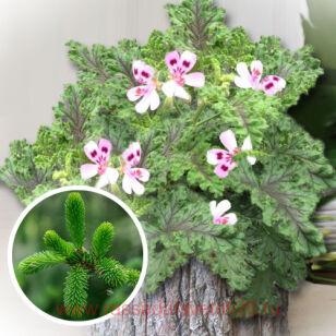 Пеларгония душистая Odorata PINO 2