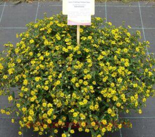 Санвиталия Sundance Trailing Yellow 1