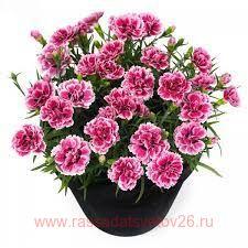 Гвоздика SUNFLOR Esta 31