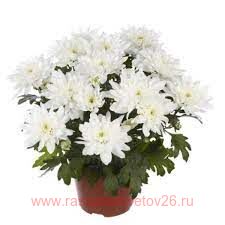 Хризантема крупноцветковая Chrystal Blanche® 31г