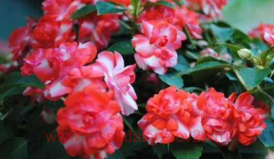 ��������� Fi�st� �l� s��rkl�r �h�rry 66