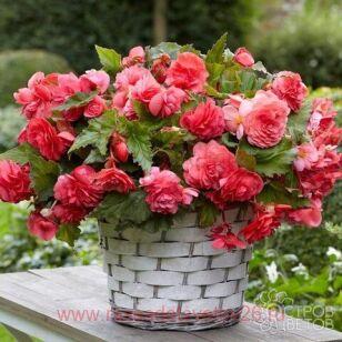 Бегония душистая Pink Delaght 35