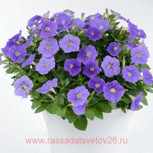 Петуния RAY Classic Blue 4