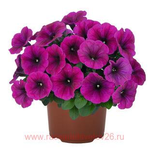 Петуния Sweetunia NEON 86
