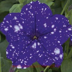 Петуния StarTunia® Blue 24