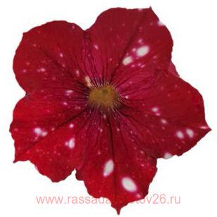 Петуния StarTunia® Red 44