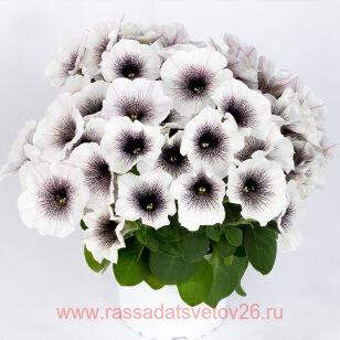 Петуния Crazytunia Black and White 86