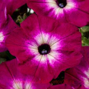 Петуния CRAZYTUNIA MAGENTA STORM 22