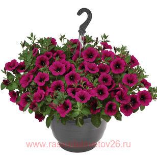 ПЕТУНИЯ SURPRISE KARDINAL 26