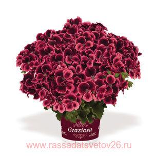Королевская пеларгония Grazioza Royal Salmon 40