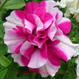 Петуния TUMBELINA ROSY RIPPLE 84