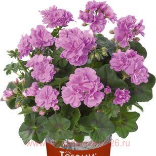 Пеларгония плющелистная Great Balls Light Lavender 106