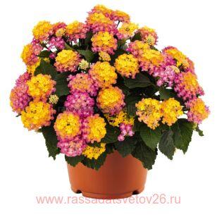 Лантана Lantana camara Ara 4