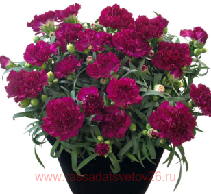 Гвоздика Sunflor Blinky Beach 52
